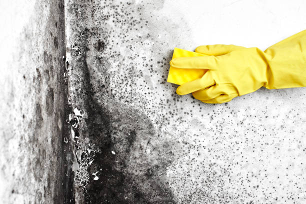 Best Asbestos and Lead Testing During Mold Inspection  in Clear Lake Shores, TX